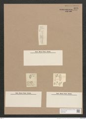 Navicula elliptica Ktz. (de-Toni-Nr.: Genus 1, Species 298) Zeichnungen Sammlung Grunow Nr. 678 (NHMW-BOT-W0367052)